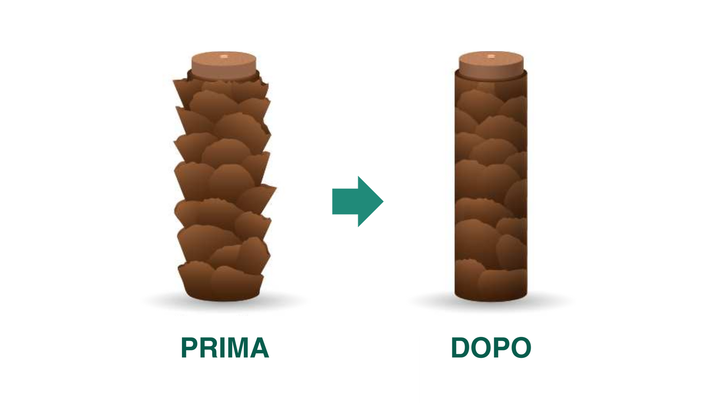 Pasulin Champu' Reestructurante (Every Day)